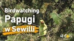 Papugi w Sewilli
