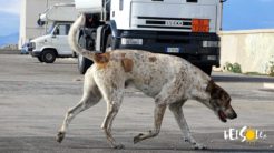 Psy na Sycylii