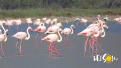 cypr flamingi