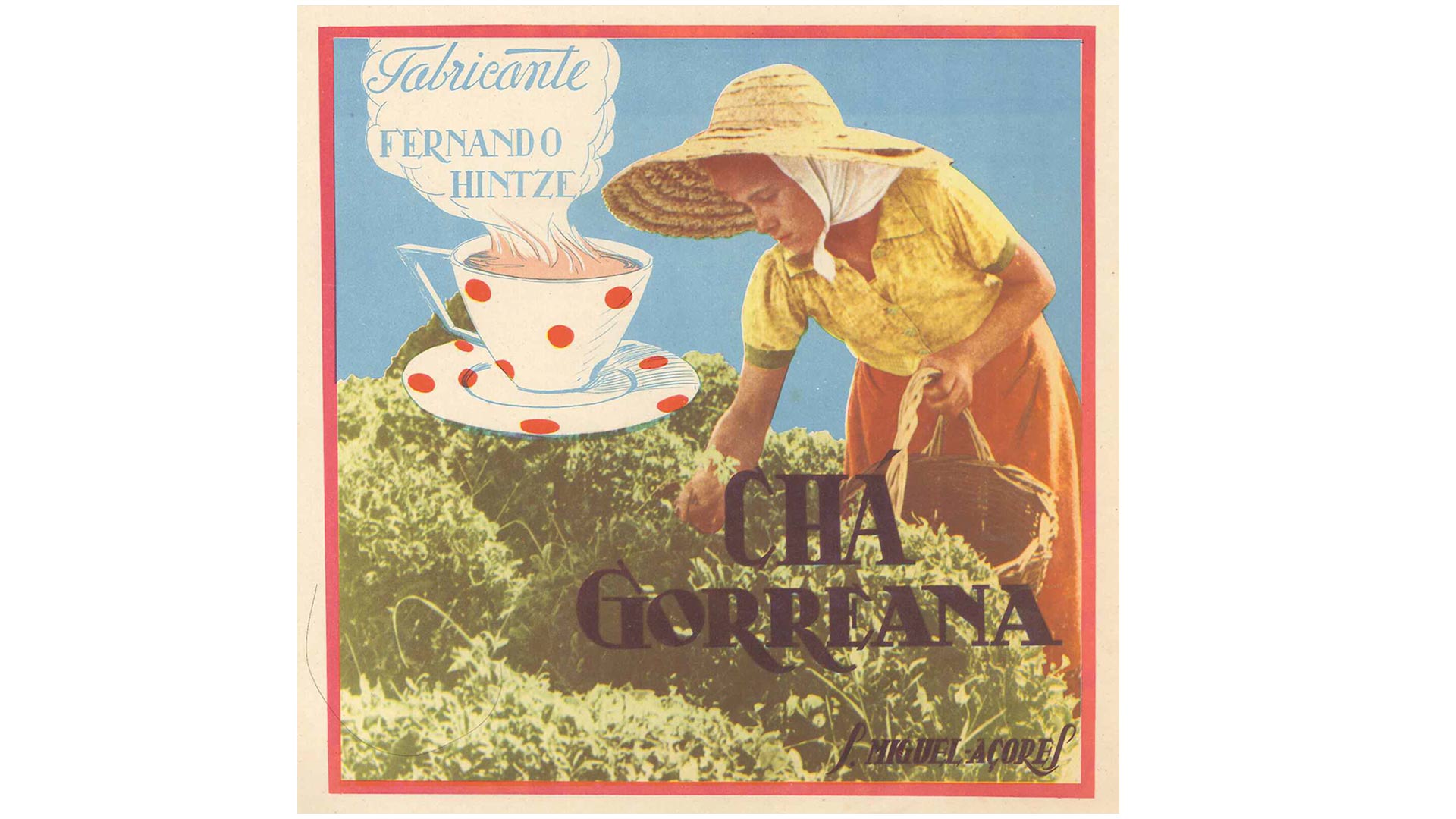 najstarsza herbata w europie
