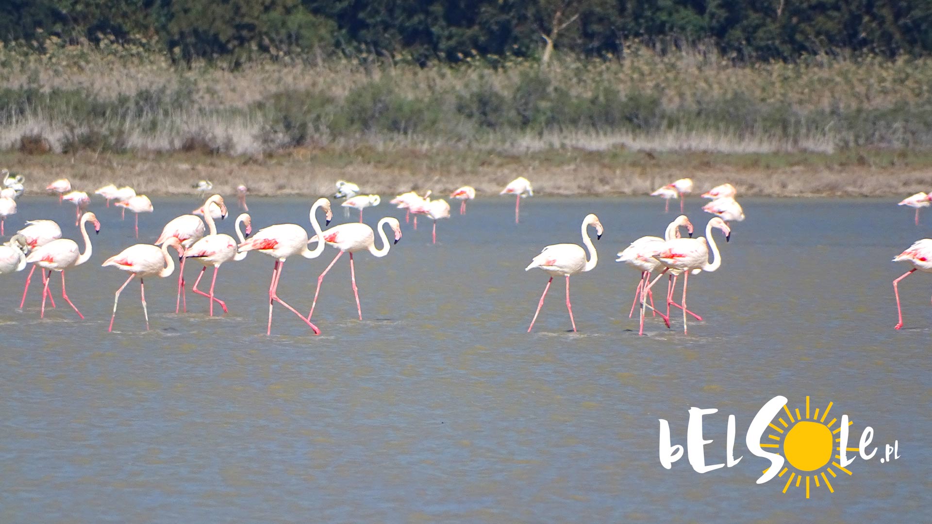 flamingi cypr