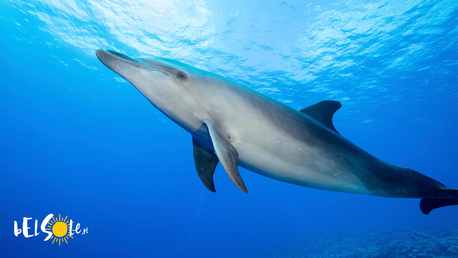 czy na Korfu są delfiny