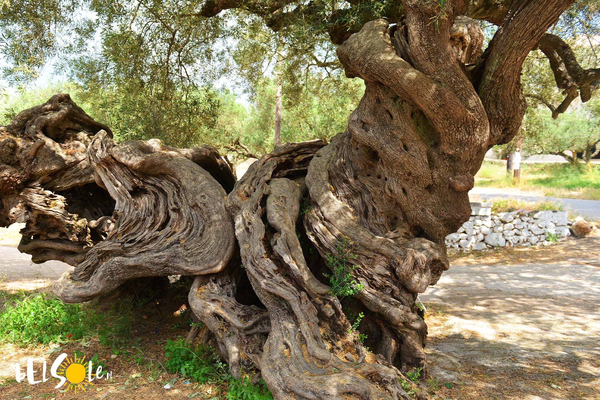 Zakynthos drzewo oliwne