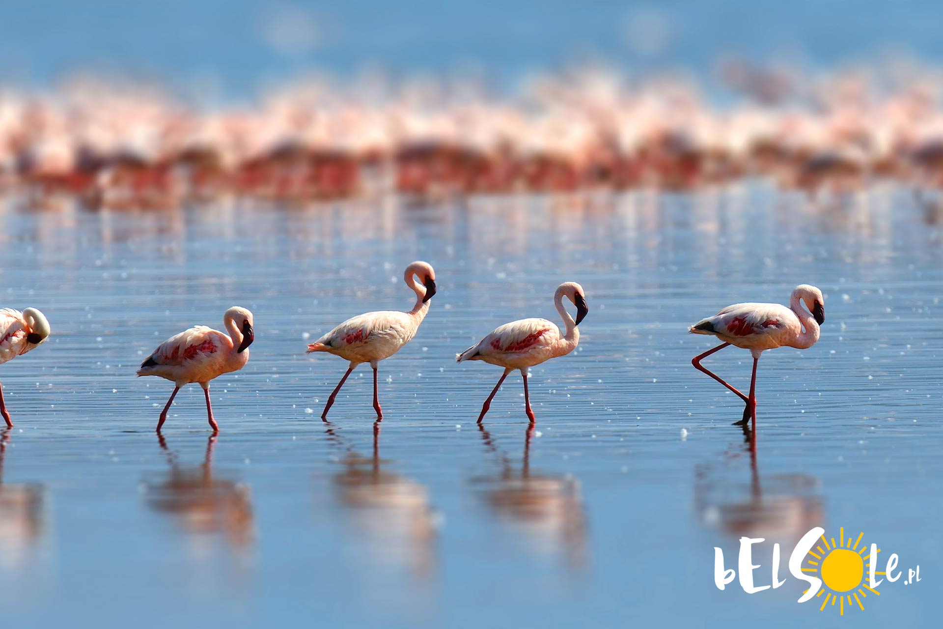 flamingi Kos