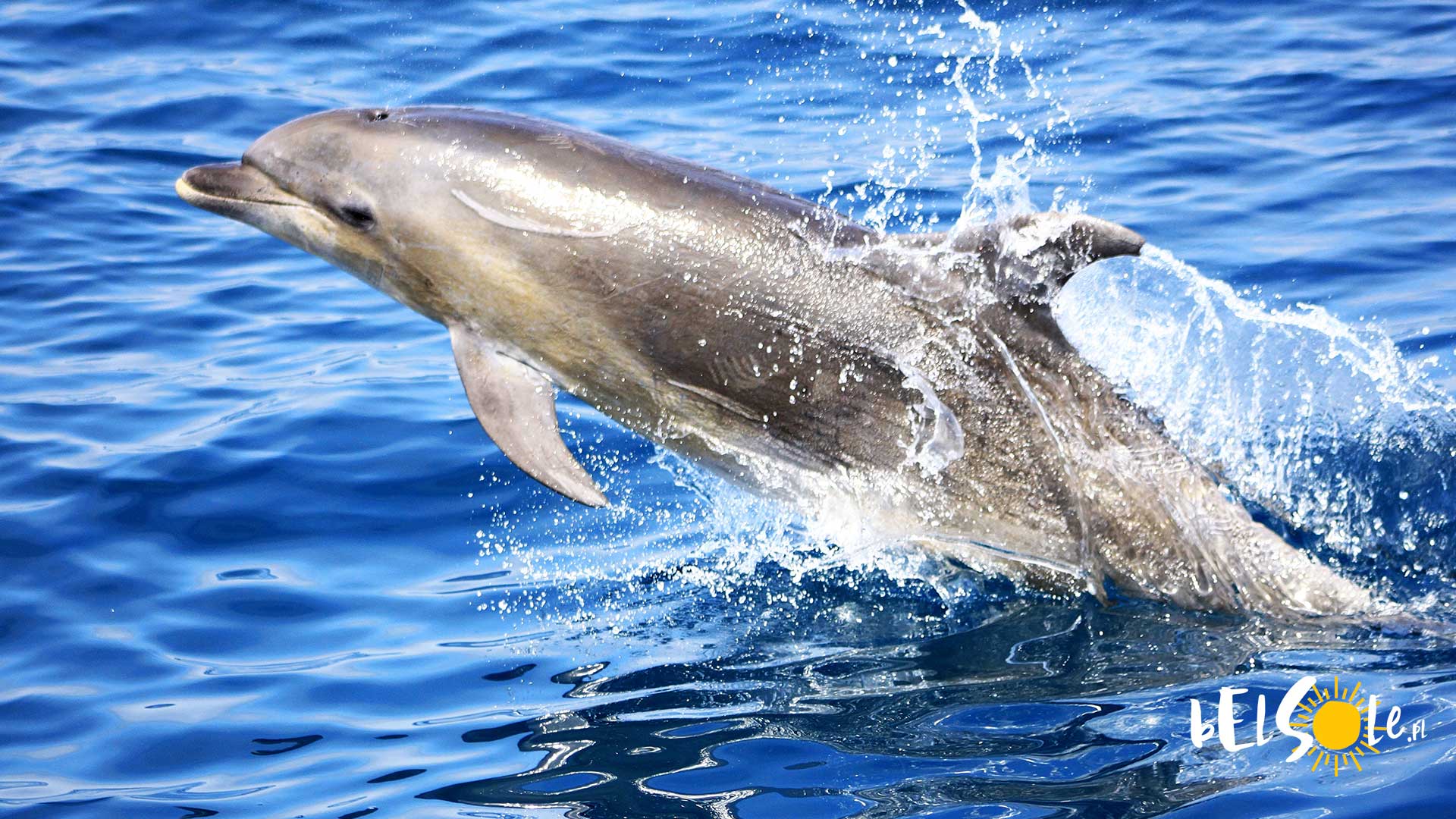 delfiny Teneryfa
