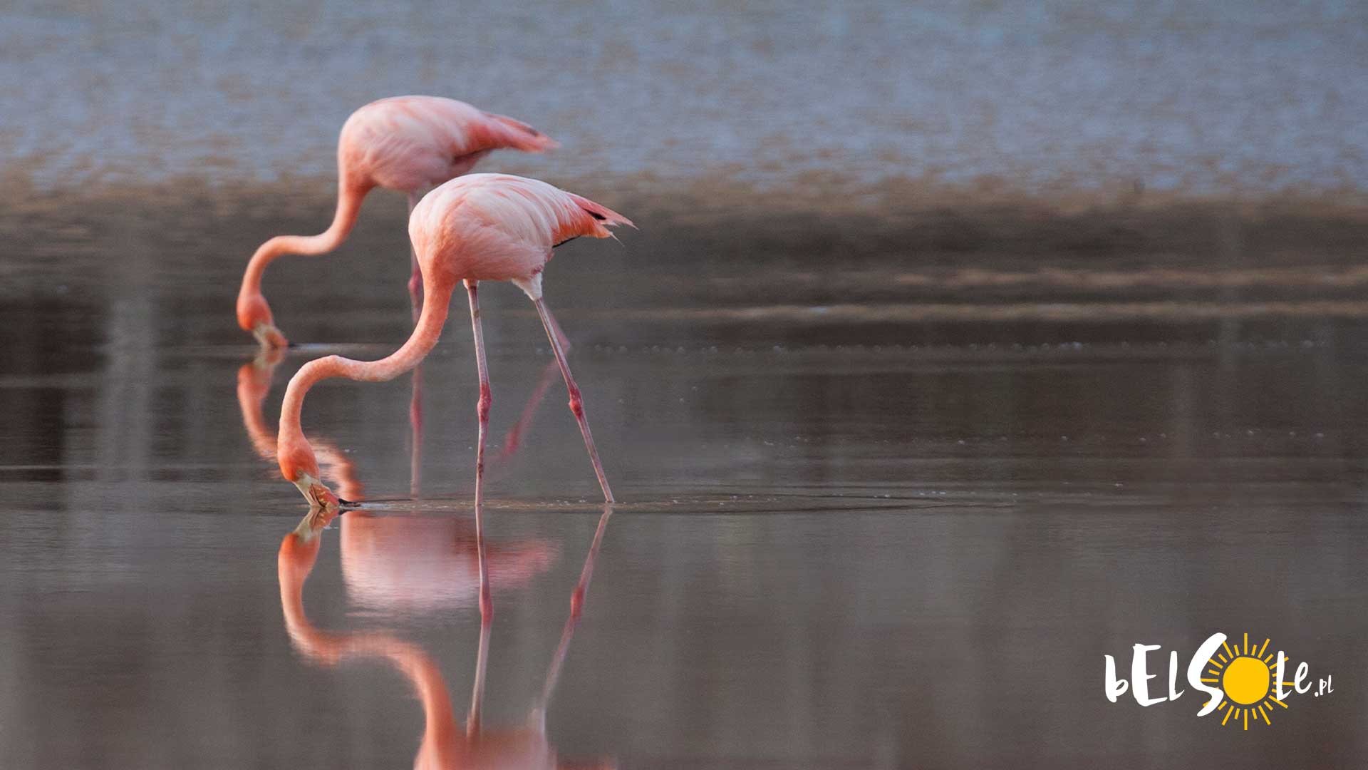 flamingi Grecja