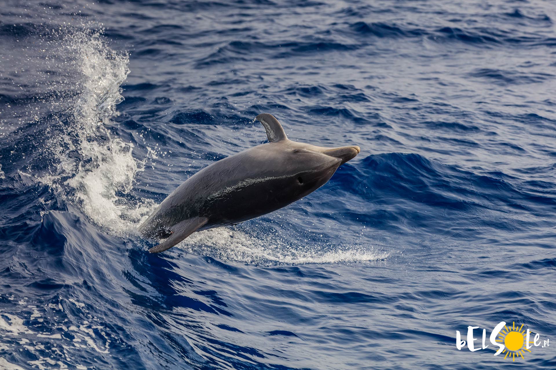 delfiny Lanzarote