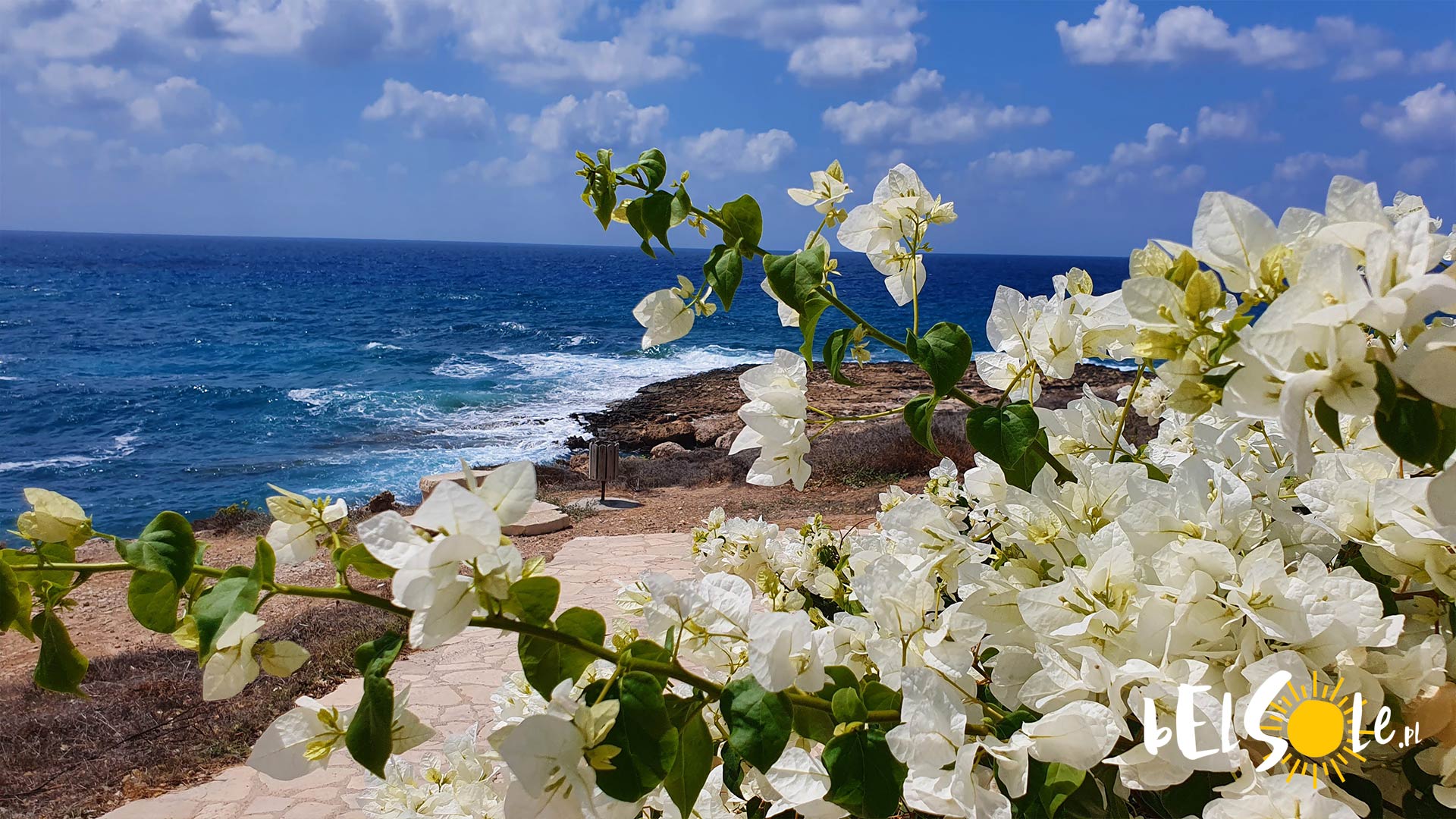 kwiaty na Cyprze