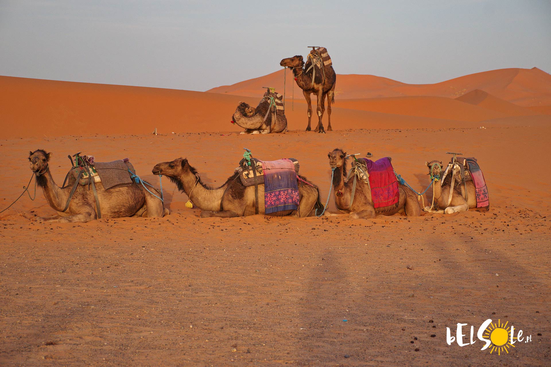 ceny jazdy wielbłądem w Maroko