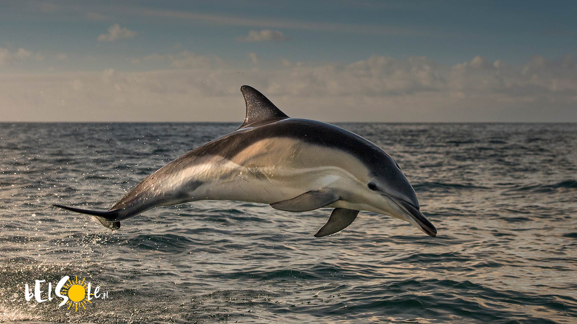 delfiny na Gran Canaria