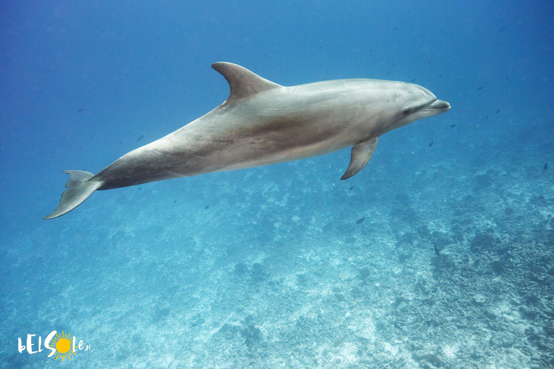 delfiny w Hurghadzie