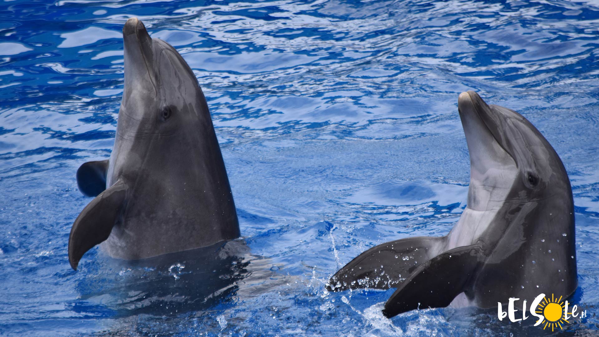 Delfiny Antalya