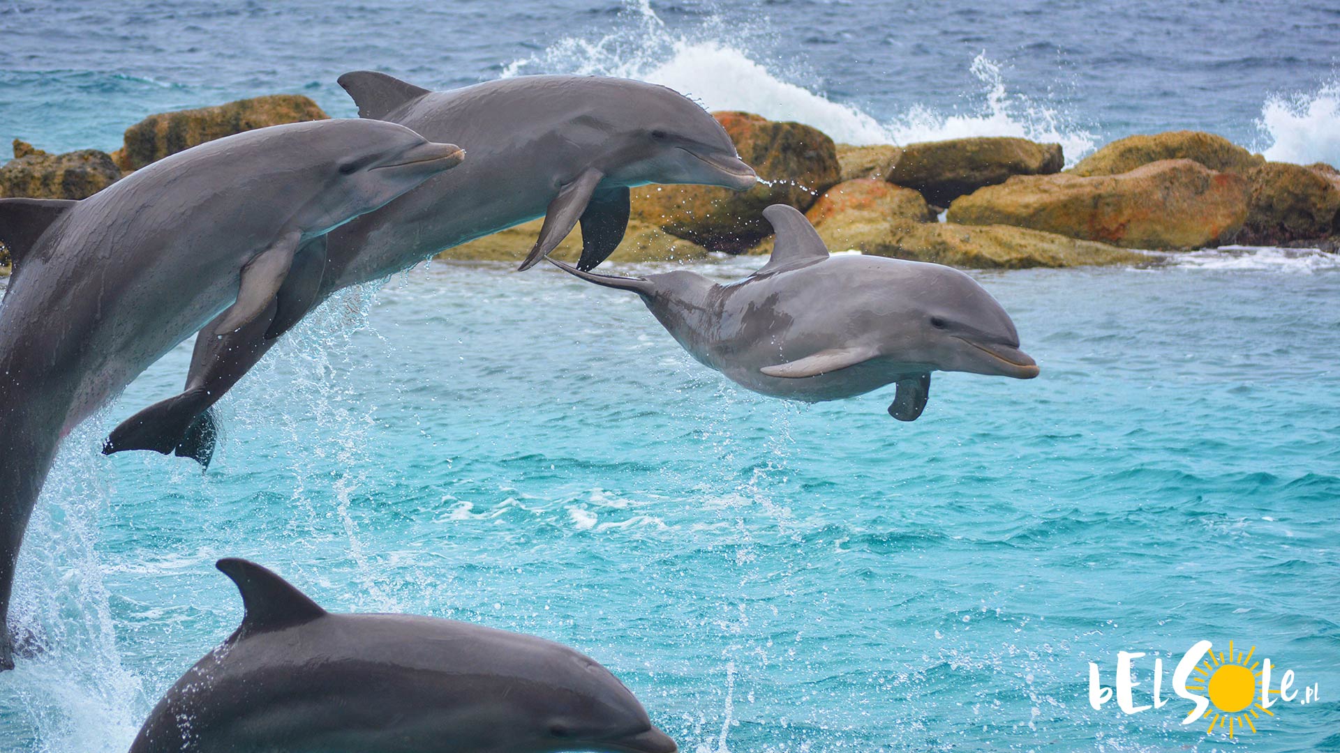 Delfiny Bułgaria