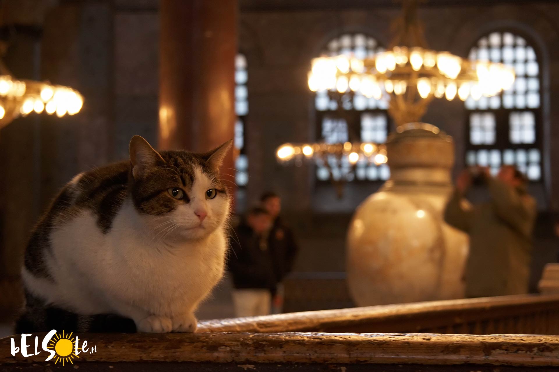 koty w Stambule