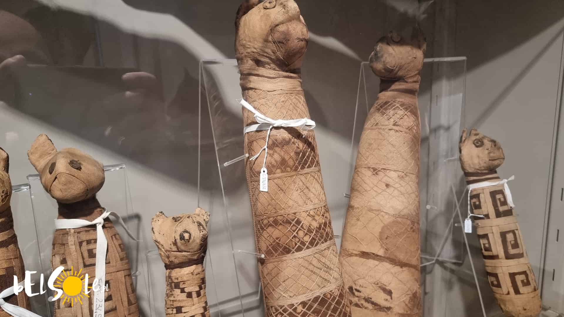 Mumie kotów